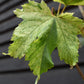 Acer Pseudoplatanus Simon Louie Frerers | Variegated sycamore 'Simon-Louis Frères' - 200-220cm - 12lt