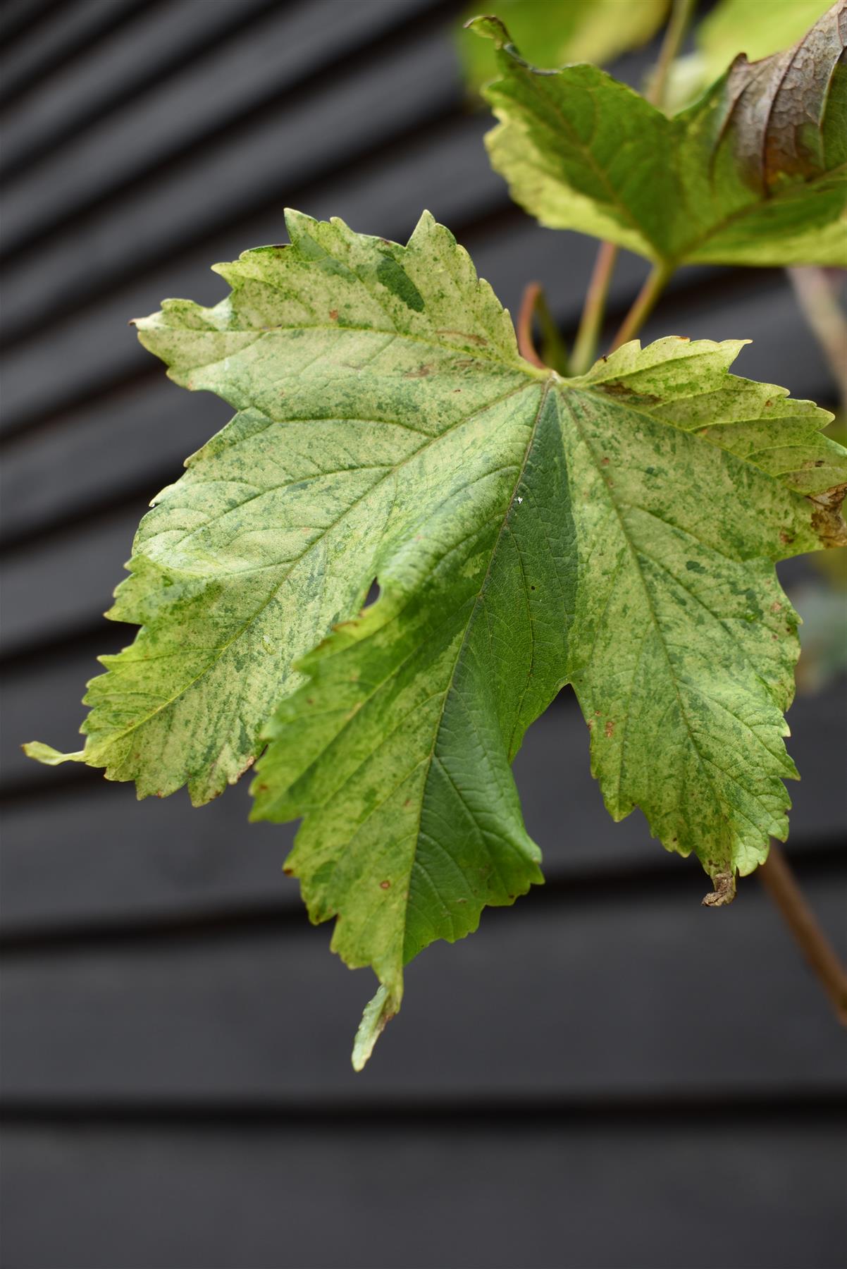 Acer Pseudoplatanus Simon Louie Frerers | Variegated sycamore 'Simon-Louis Frères' - 200-220cm - 12lt