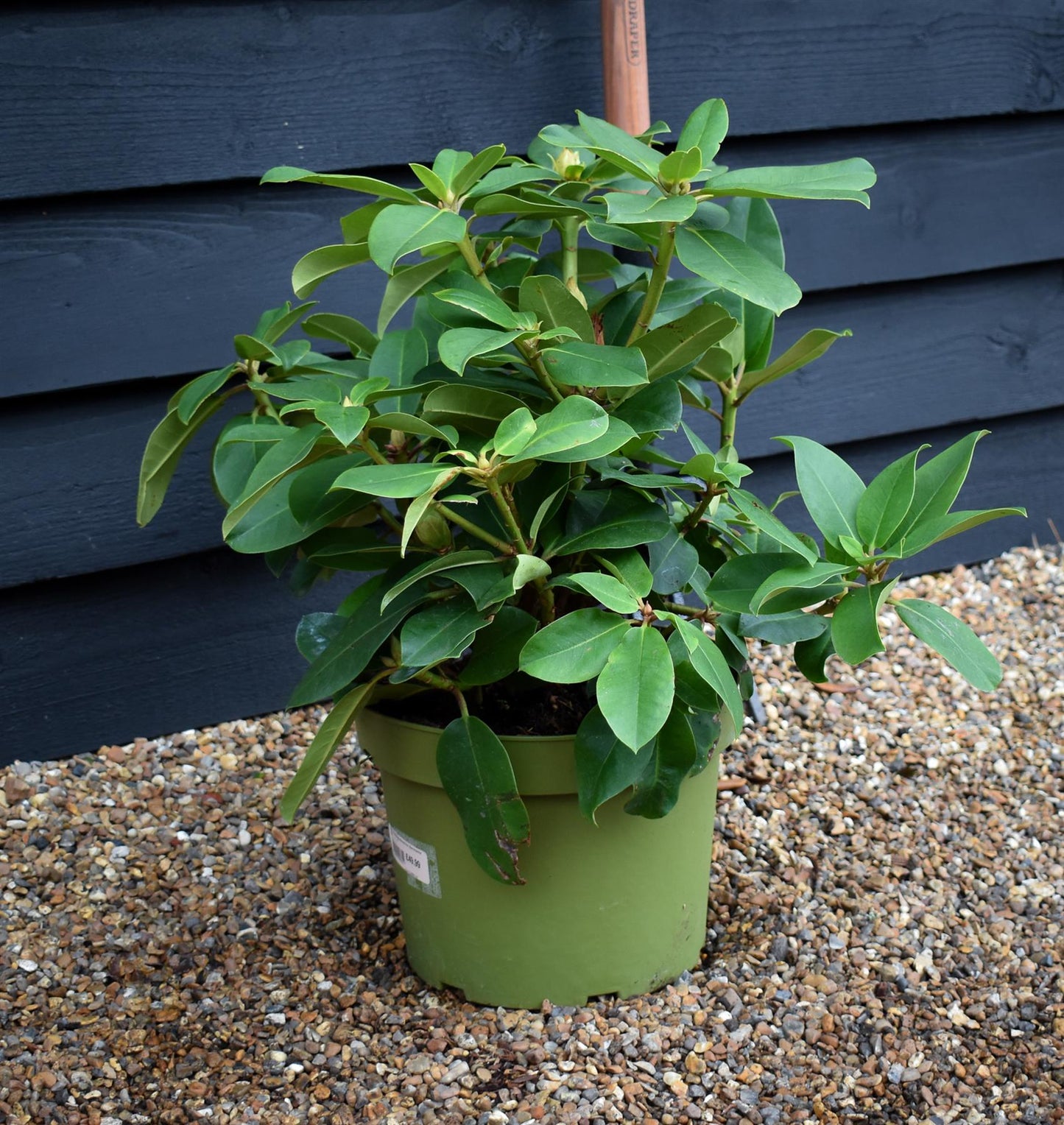 Rhododendron 'Germania' - Shrub - Height 50-60cm - 10lt