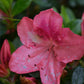 Azalea Japonica | Rhododendron - Ball -  Height 80cm - Width - 100cm - 85lt