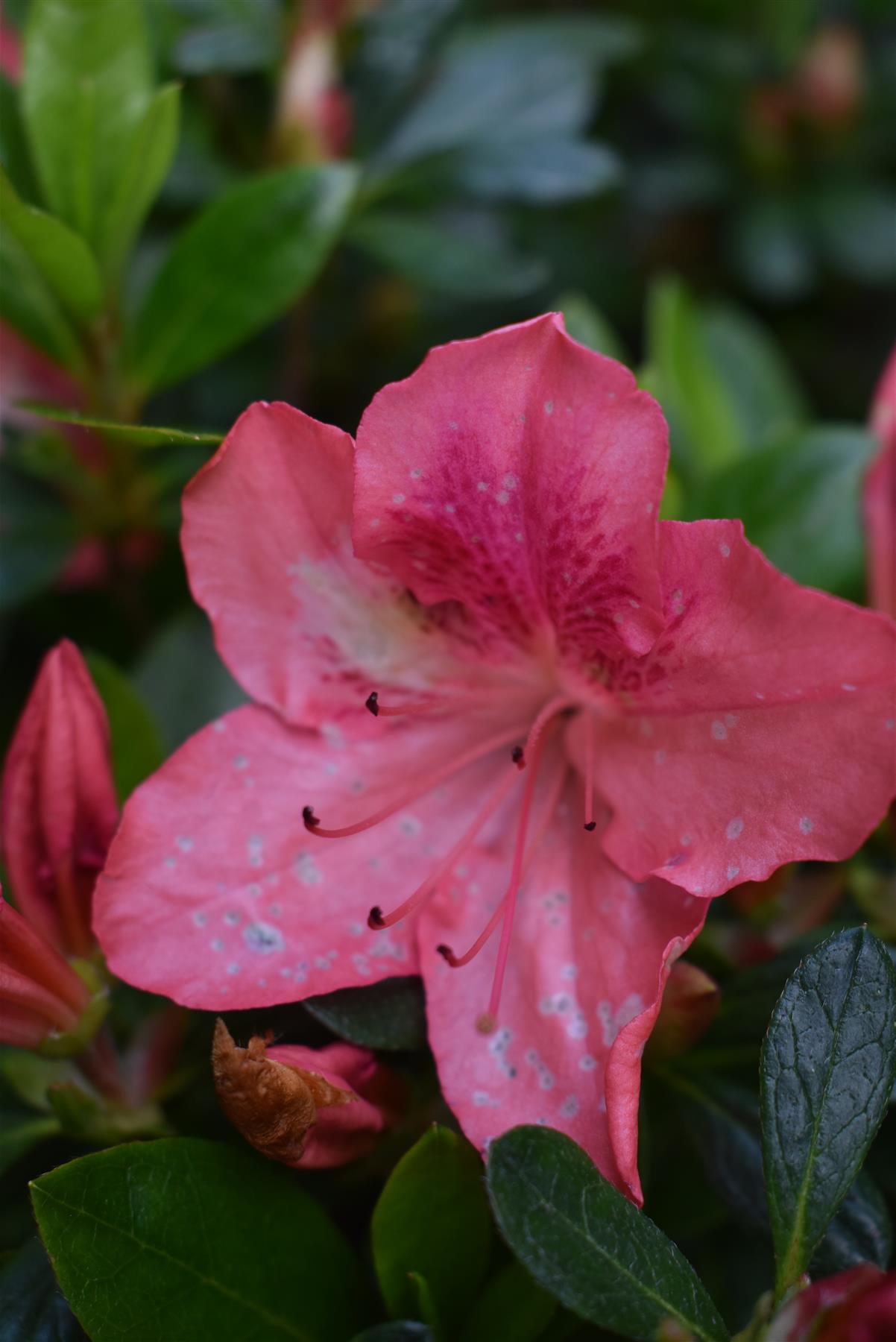 Azalea Japonica | Rhododendron - Ball -  Height 80cm - Width - 100cm - 85lt