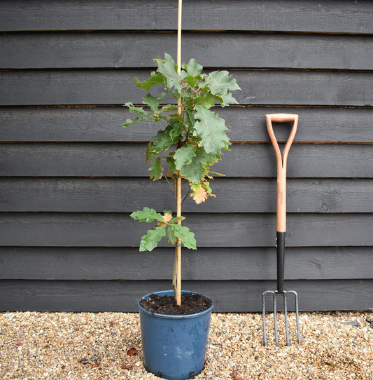 Red Oak | Quercus rubra - 2-3 year old - Height 100-120cm - 10lt