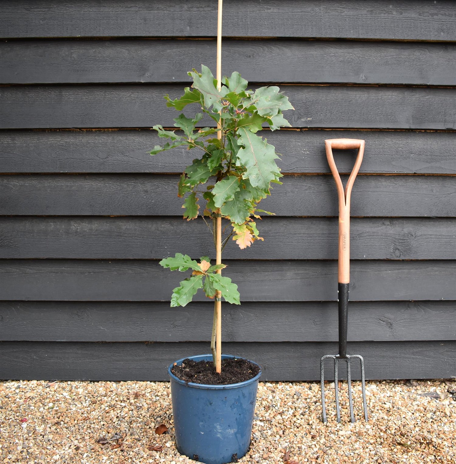 Red Oak | Quercus rubra - 2-3 year old - Height 100-120cm - 10lt