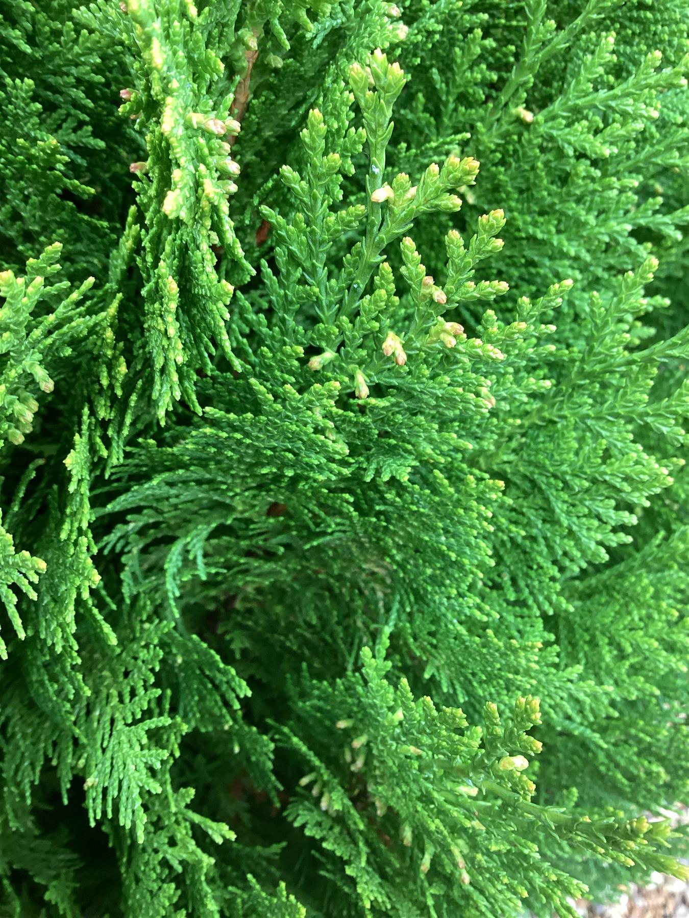 Thuja orientalis 'Aurea Nana' - 50-60cm, 25lt