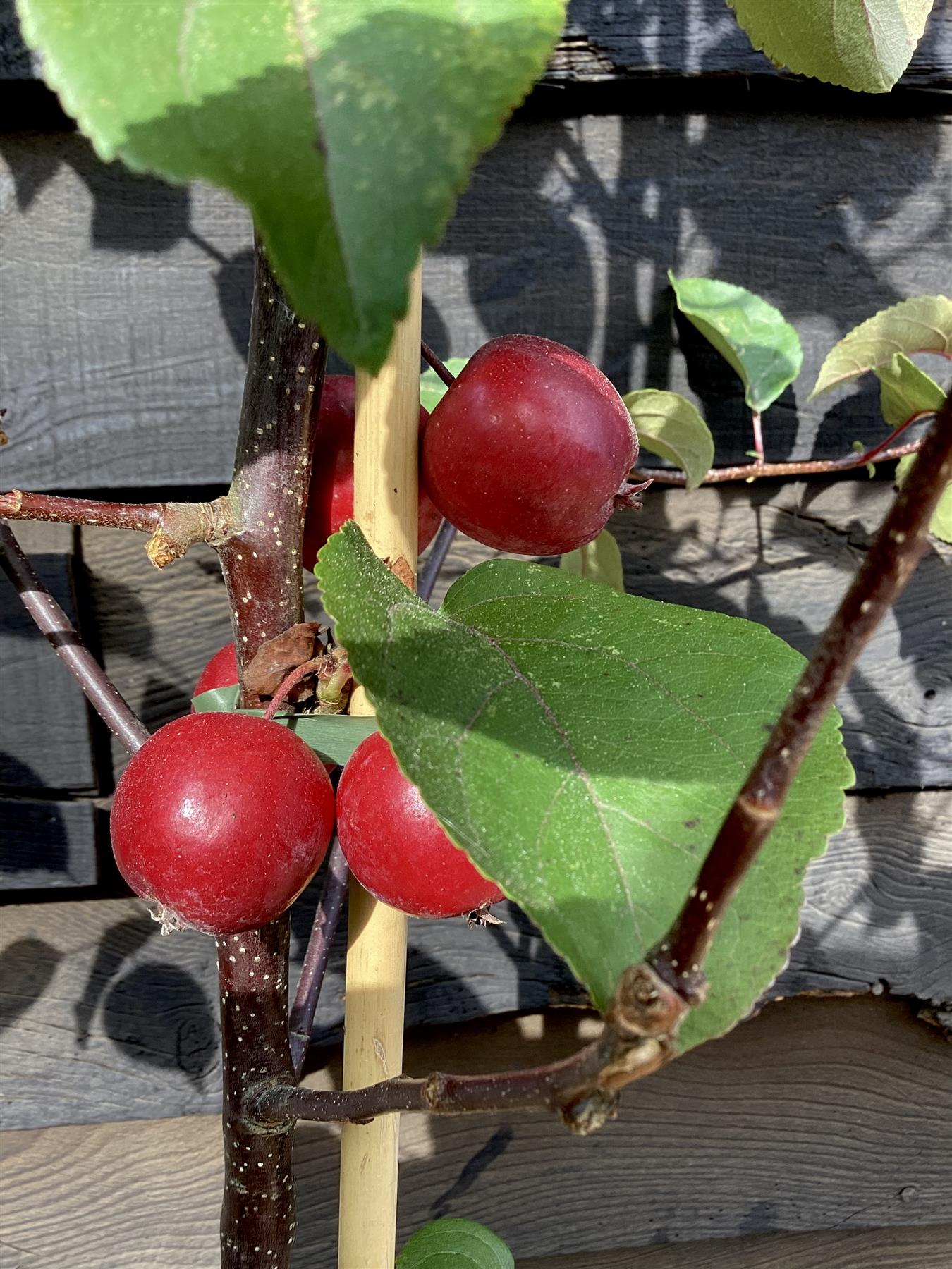 Crab apple | Malus Harry Baker - 160-180cm - 12lt