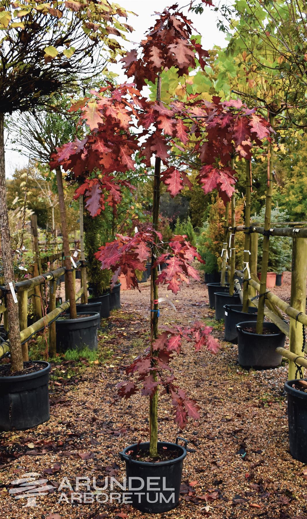 Red Oak | Quercus Rubra - Established - Girth 6-8cm - Height 250-310cm - 30lt