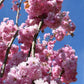 Prunus 'Kanzan' Standard | Cherry ‘Kanzan’ - Clear Stem - Standard - Girth 8-10cm - Height 290-310cm - 70lt