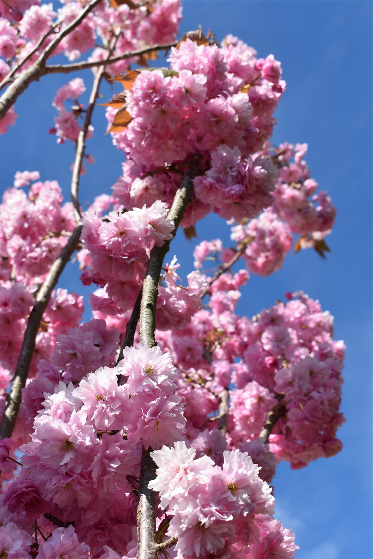 Prunus 'Kanzan' Standard | Cherry ‘Kanzan’ - Clear Stem - Standard - Girth 8-10cm - Height 290-310cm - 70lt