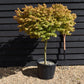 Acer palmatum Koyama 1/2 Standard | Snowflake Japanese Maple - 120-140cm, 50lt