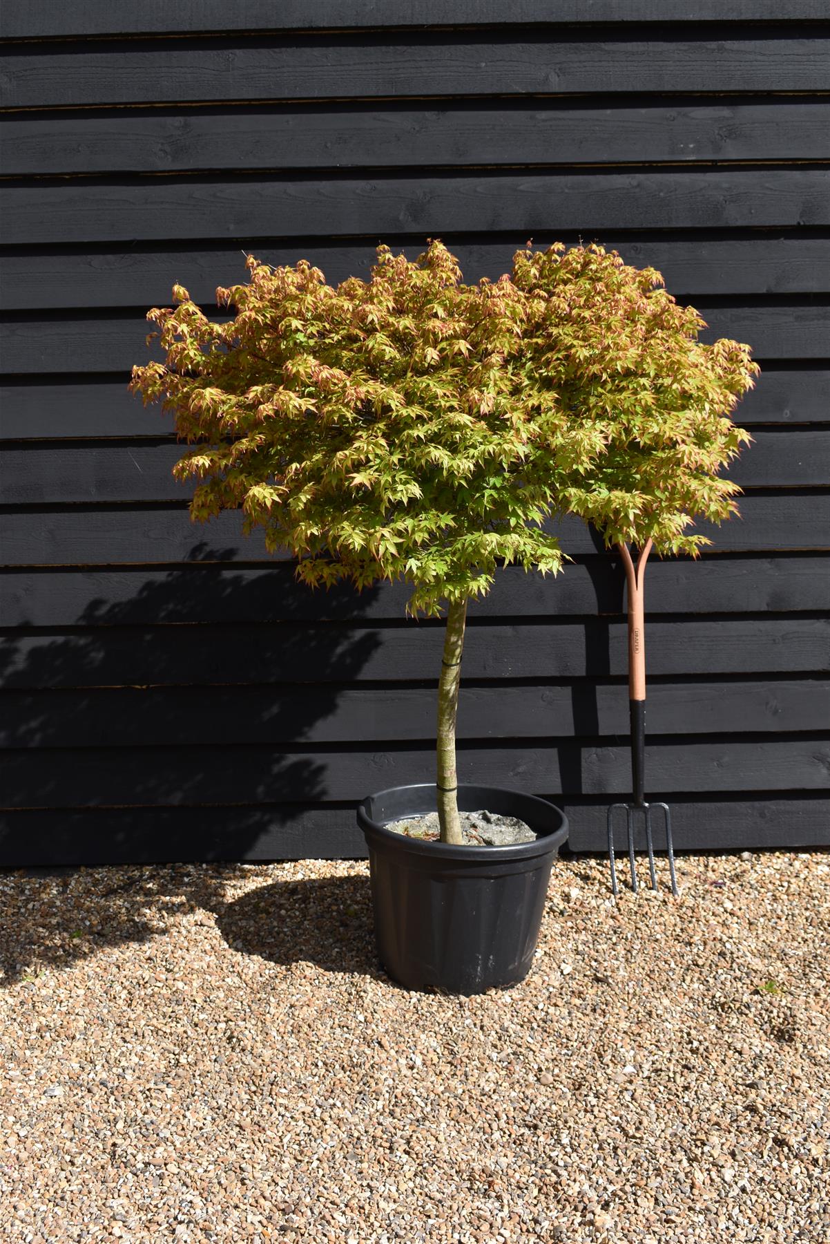 Acer palmatum Koyama 1/2 Standard | Snowflake Japanese Maple - 120-140cm, 50lt