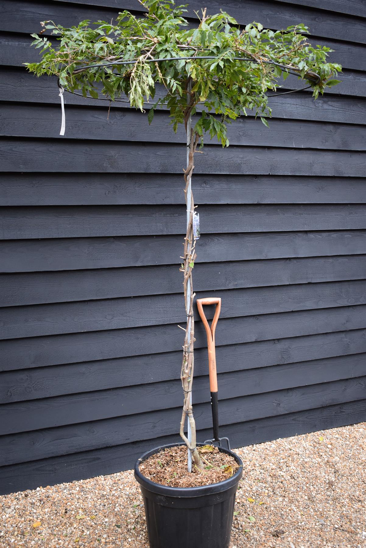 Wisteria floribunda 'Prolific' Purple - Metal Round 'Umbrella' Roof Espalier - Stem 170cm - Height 200cm - 45lt