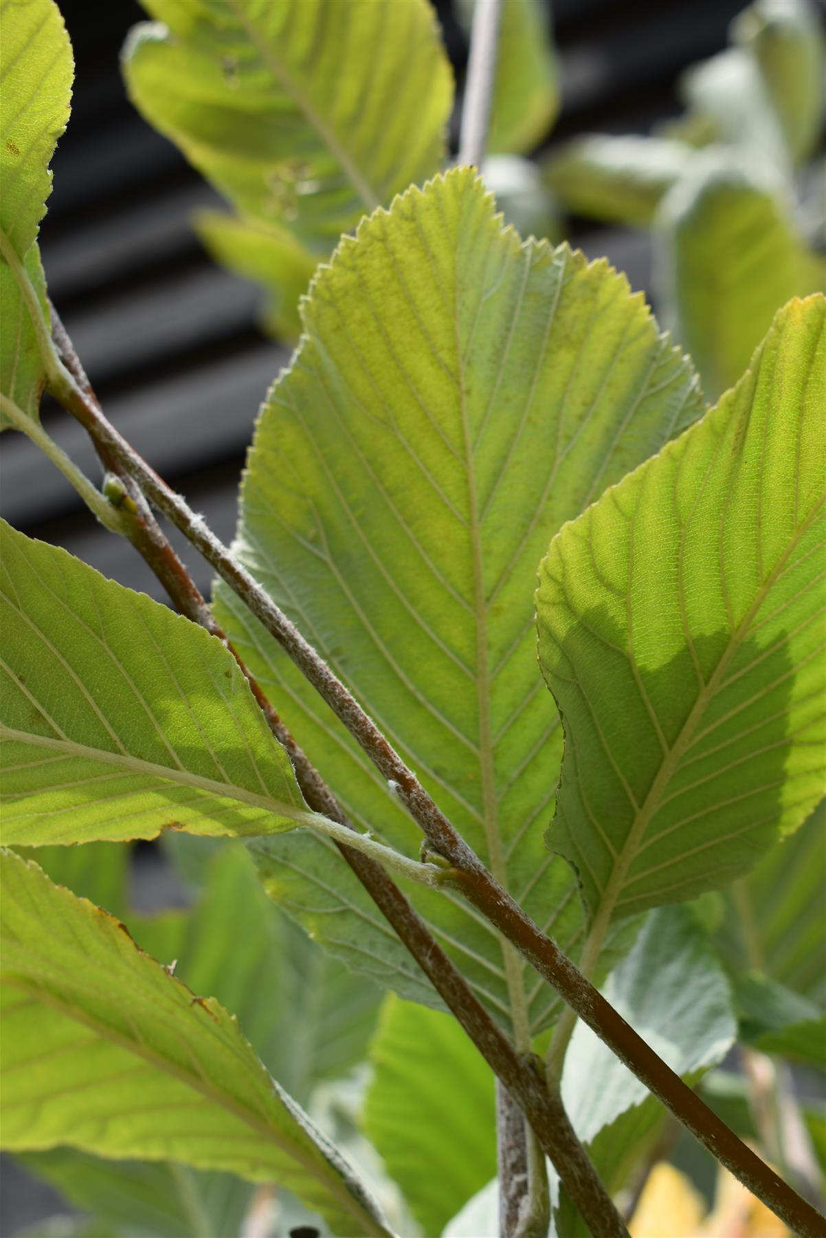 Sorbus aria 'Lutescens' | Mountain Ash ‘Lutescens’ - 200-240cm, 20lt