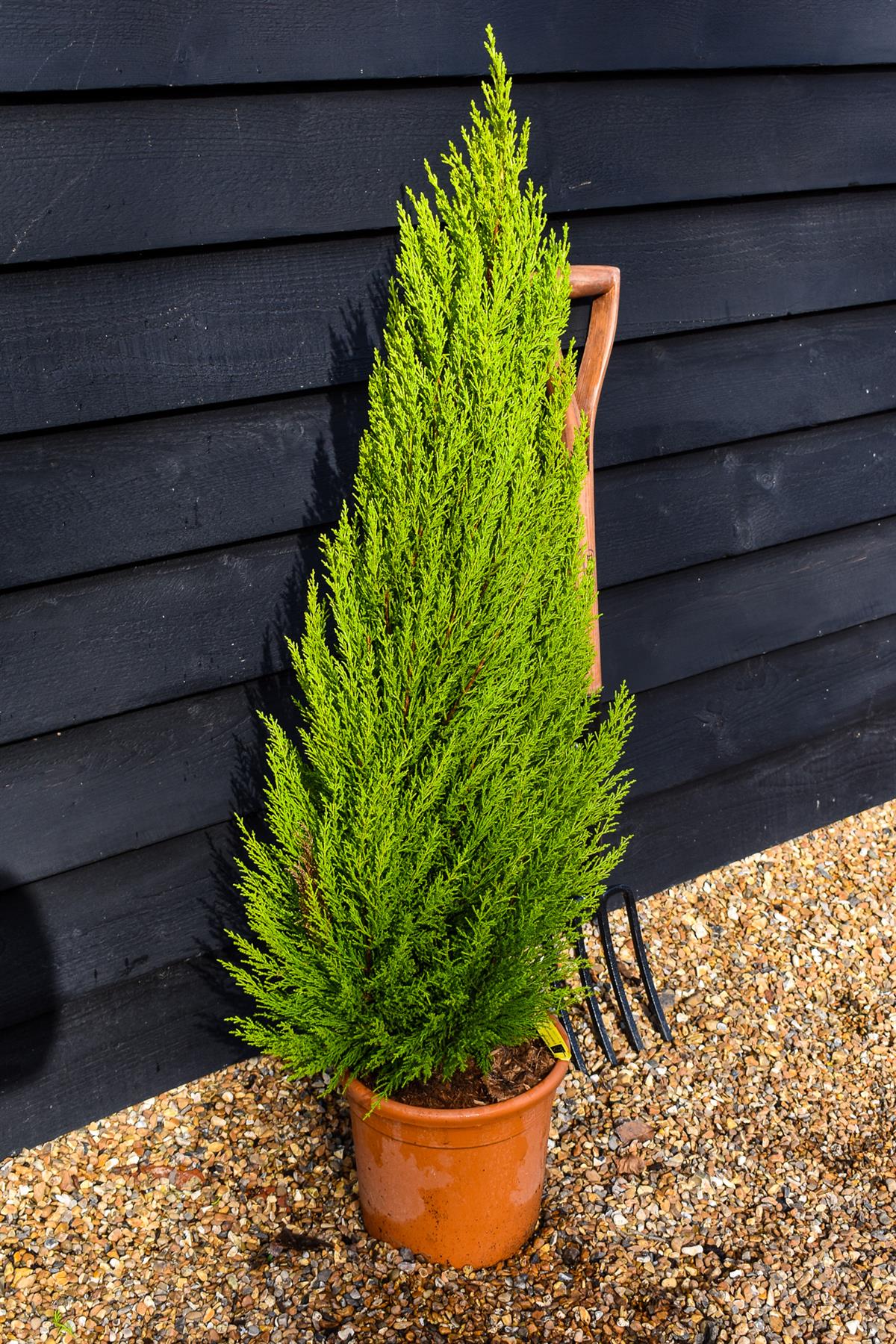 Cupressus macrocarpa 'Goldcrest' - Height 90-110cm - 10lt