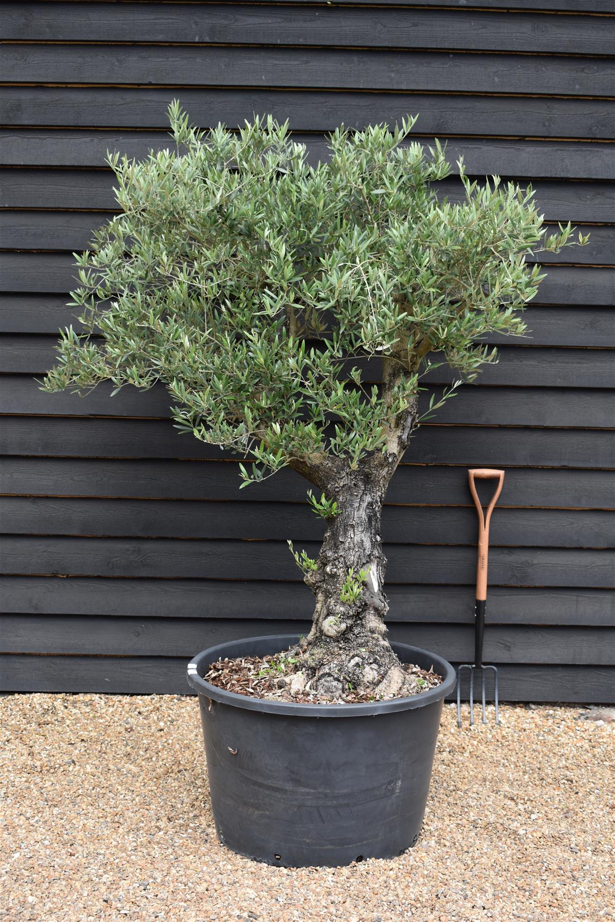 Olive Tree | Olea Europea 1/2 Std Girth 54cm - 255-265cm, 160lt