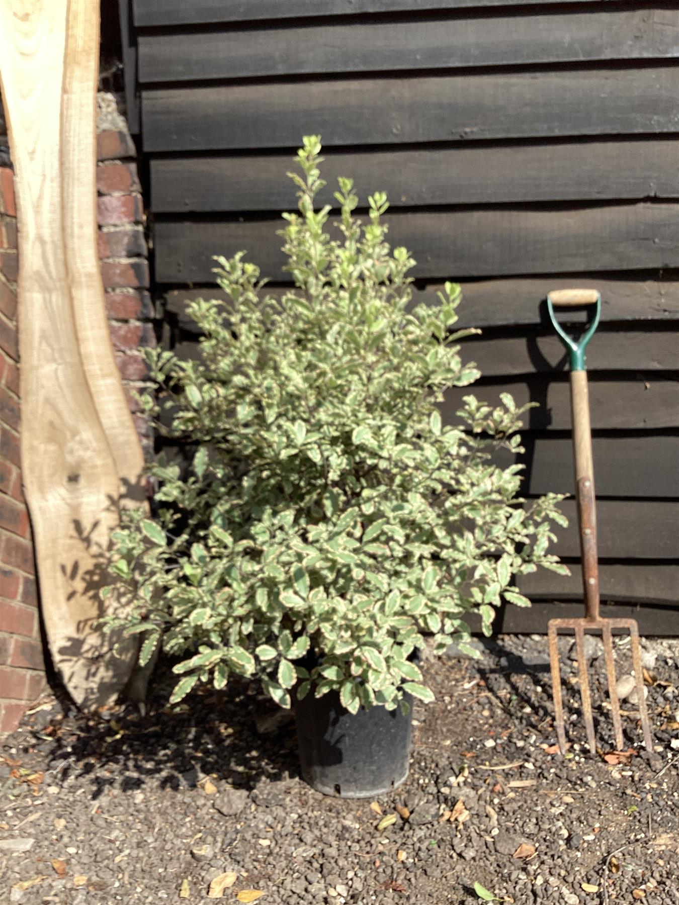 Pittosporum tenuifolium 'Elizabeth' - 100-120cm, 10lt