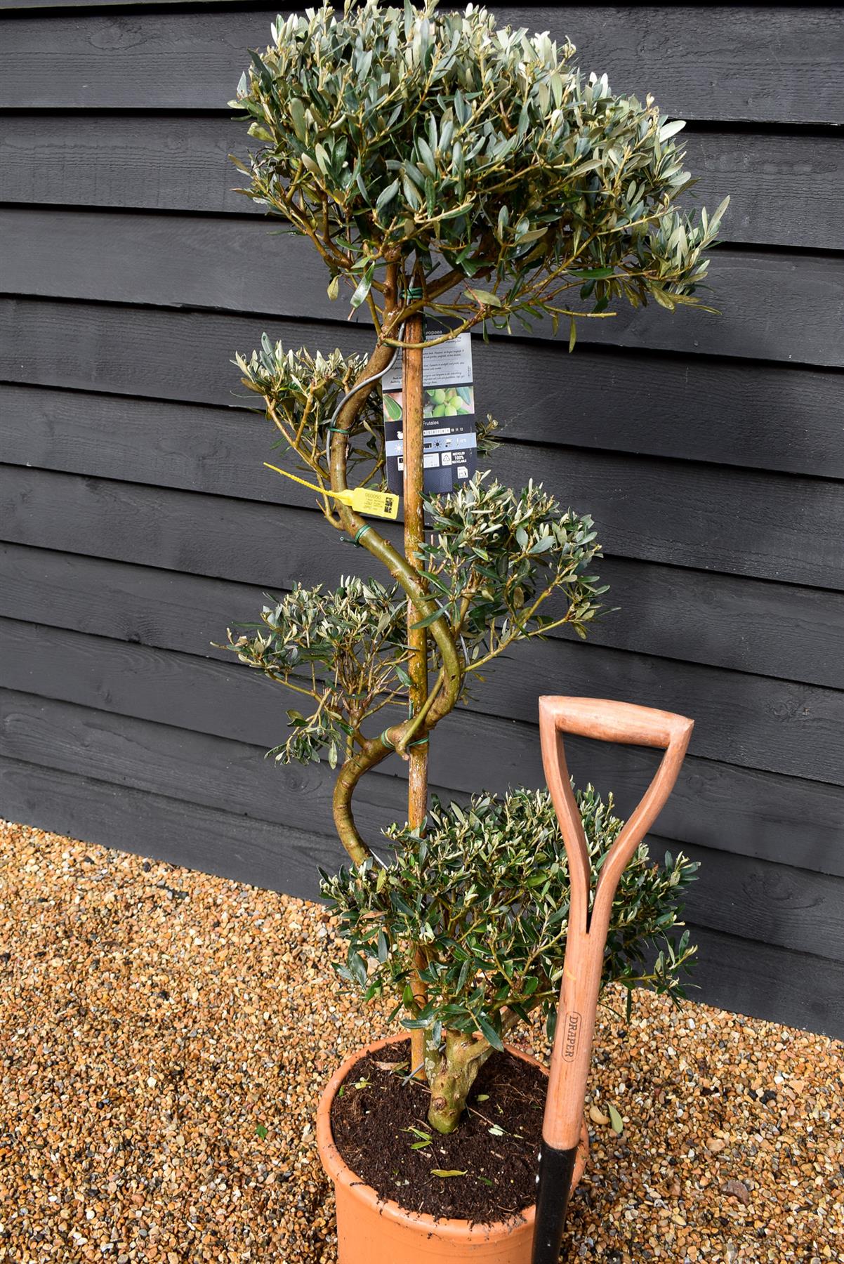 Olive Tree | Olea Europea - S-Shape Cloud - Height 120-130cm - 20lt