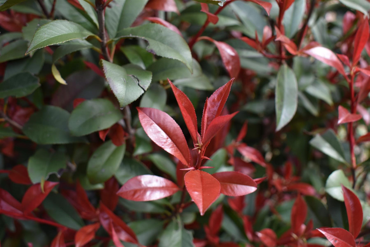 Photinia Red Robin - Compacta - Bush - 120-140cm - 45lt