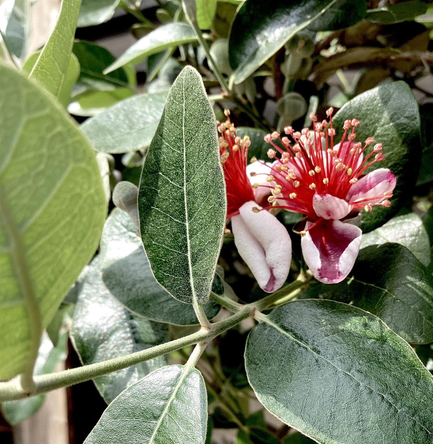 Feijoa (acca) sellowiana | Pineapple Guava Tree 1/2 std Clear Stem - 130-140cm, 20lt