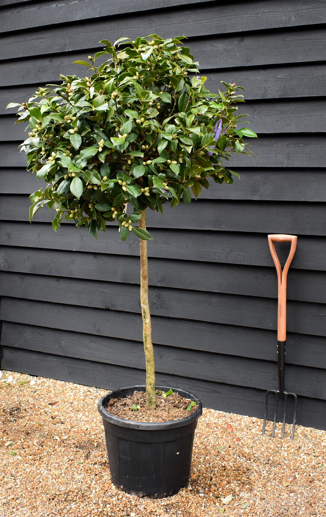 Camellia Japonica - Fire Ball - Red - Single Stem 100cm - Height 180cm - 45lt