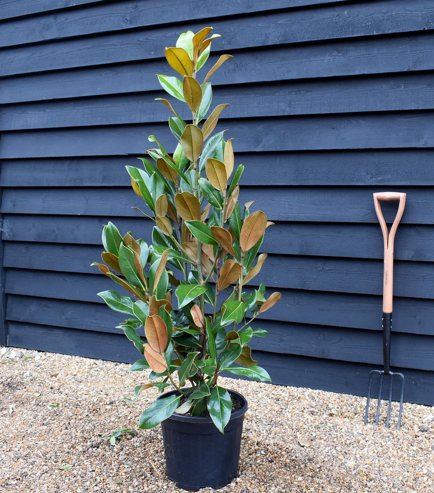 Magnolia grandiflora | Evergreen Magnolia - Shrub - Height 130-150cm, 20lt