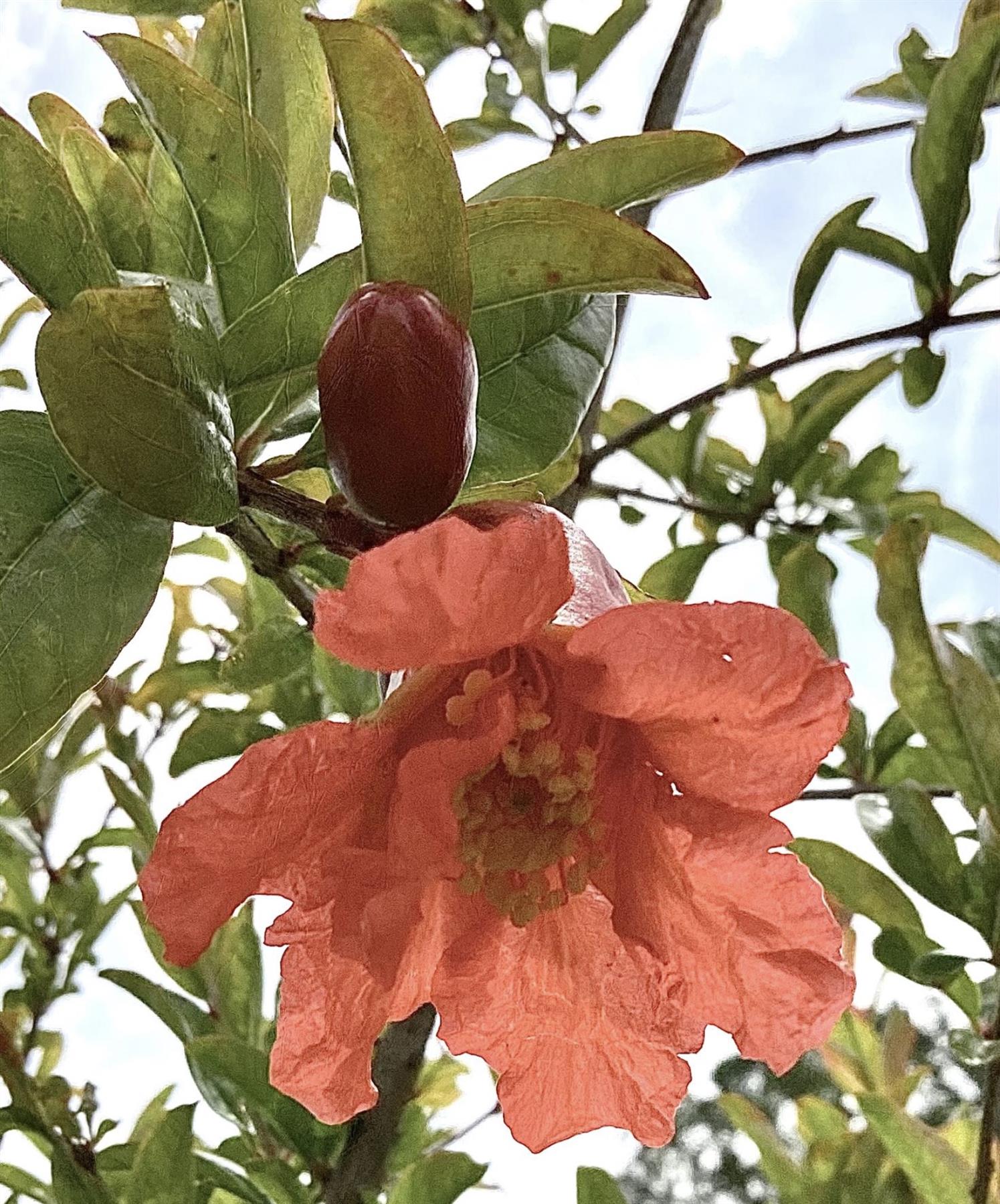 Punica granatum - Pomegranate - Multistem - 130-140cm - 18lt