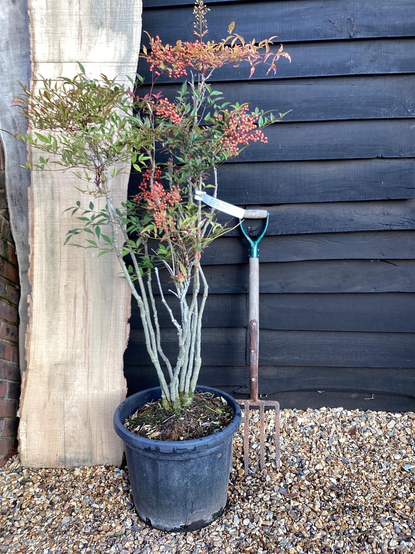 Nandina domestica - 70-80cm, 30lt