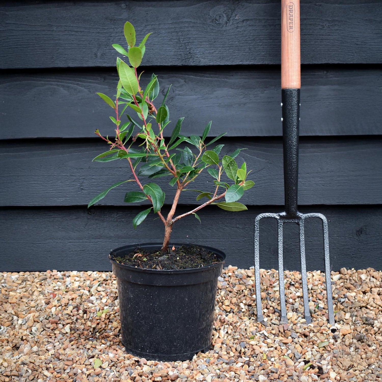 Arbutus unedo | Strawberry Tree - 40-70cm, 5lt