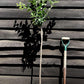 Plum tree 'Mirabelle de Nancy' | Prunus domestica - Height 100-120cm - 20lt