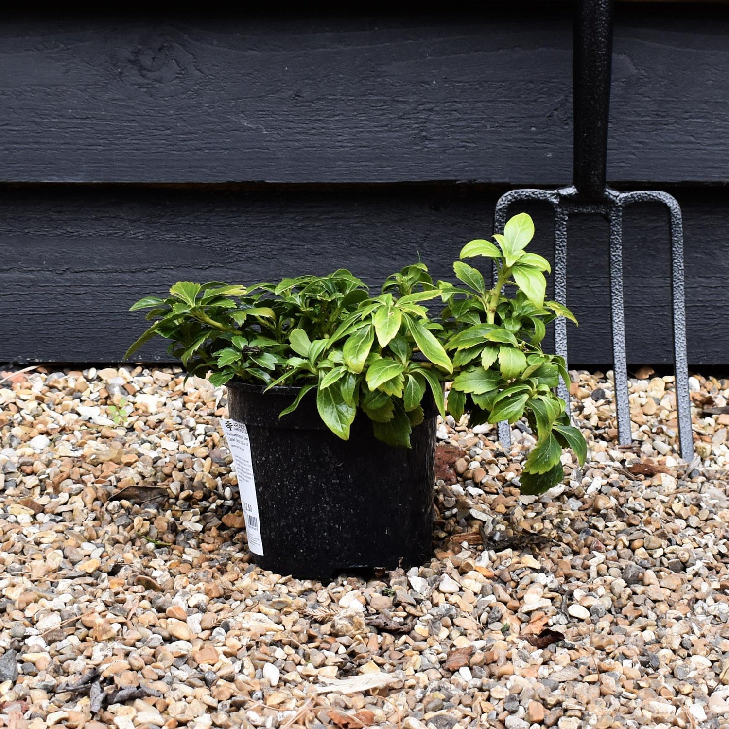 Japanese spurge | Pachysandra terminalis 'Green Carpet' - Height 10cm Width 10-20cm - 2lt