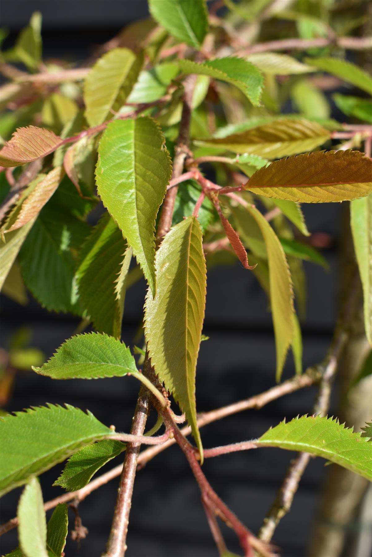 Prunus Marie Mallet | Weeping Marie Mallet - 160-180cm, 20lt