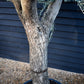 Olive Tree | Olea Europea - Specimen - Branched Out - Height 250 -300 cm - 280lt