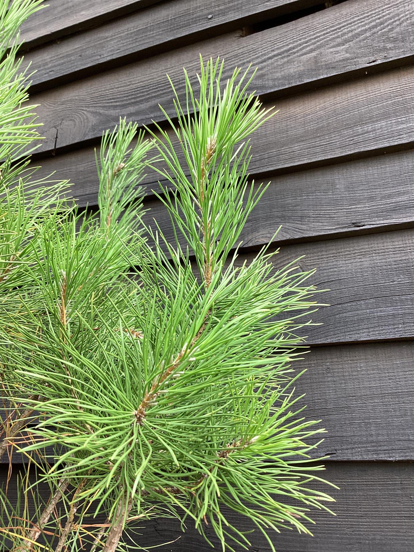 Pinus sylvestris 'Nana' - 20lt