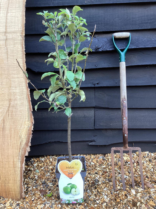 Apple tree 'Granny Smith' | Malus Domestica - 100-120cm - 7lt