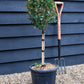 Photinia Chico | Christmas Berry ‘Chico’ - Clear Stem 40cm - 70-100cm - 15lt