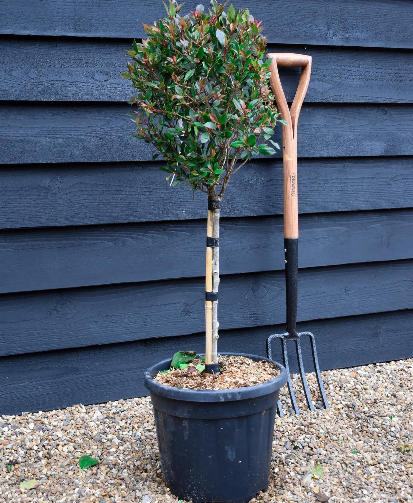 Photinia Chico | Christmas Berry ‘Chico’ - Clear Stem 40cm - 70-100cm - 15lt