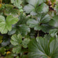 Barren Strawberry | Waldsteinia ternata - Ground cover shrub - Height Width 20-40cm - 5lt