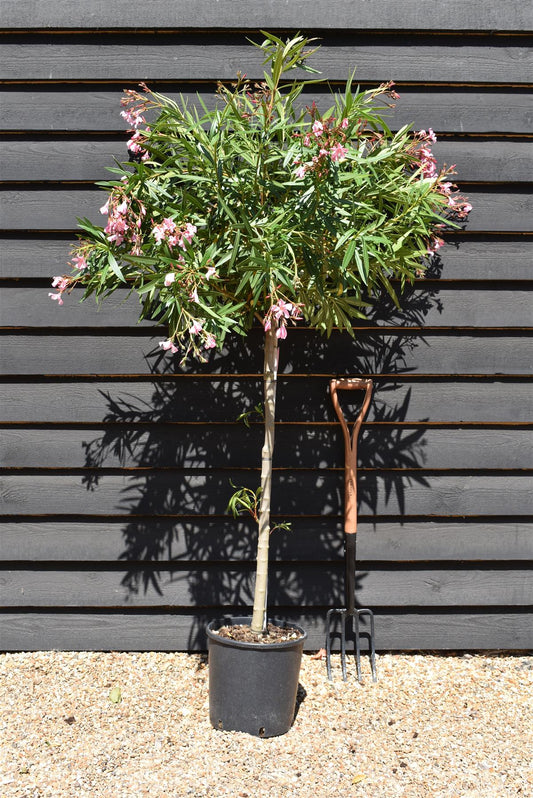 Nerium oleander - Clear Stem - 160-180cm - 20lt