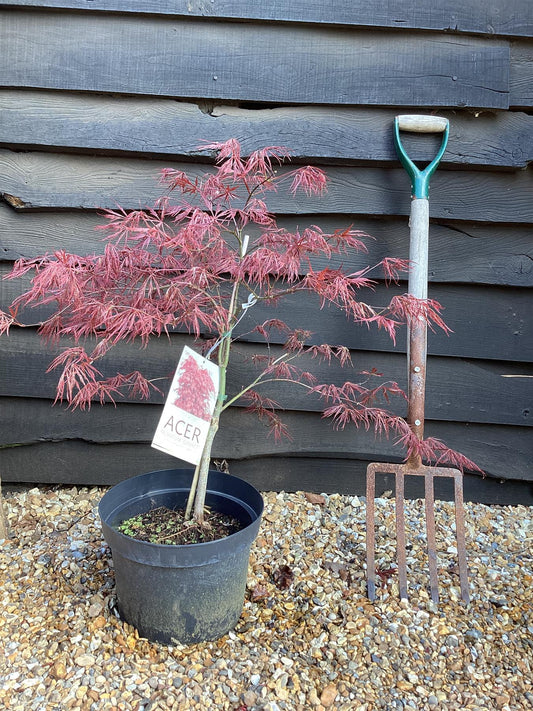 Acer palmatum 'Garnet' | Japanese maple 'Garnet' - 80-100cm, 10lt