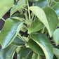 Pear tree 'Williams' Bon Chretien' | Pyrus communis  - Semi Dwarfing - Height 160-180cm - 20lt