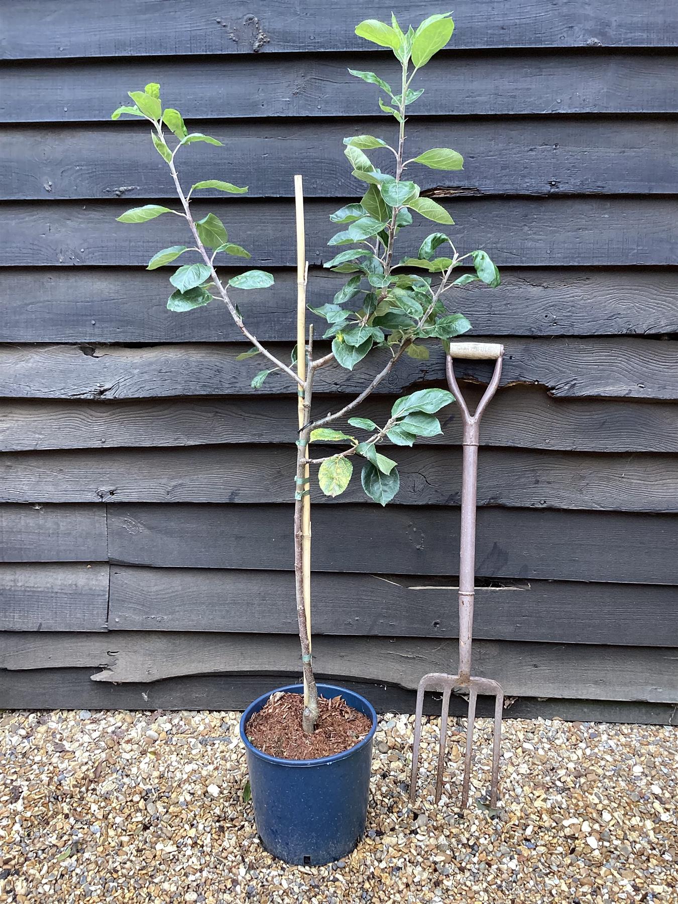 Apple tree 'Red Devil' | Malus domestica - M26 - Dwarfing - 140-150cm - 10lt