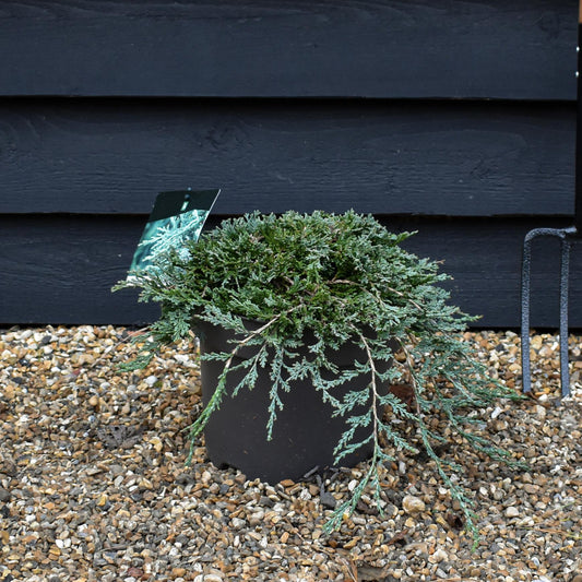 Creeping juniper | Juniperus horizontalis 'Icee Blue' - Height 10-15cm - Width 50-60cm - 10lt