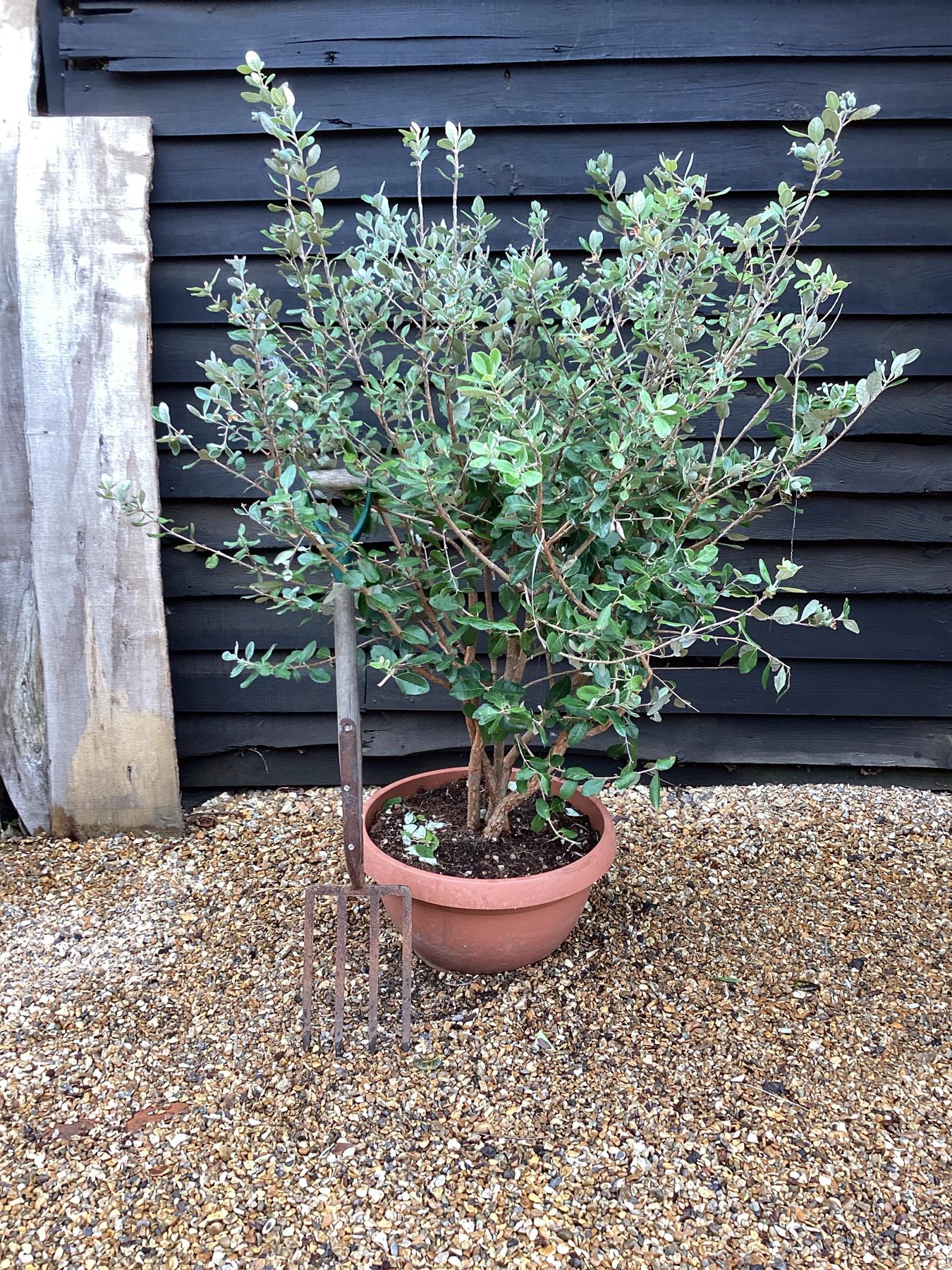 Feijoa sellowiana | Pineapple Guava - Parachute - Bowl - Height 80-100cm - 40lt