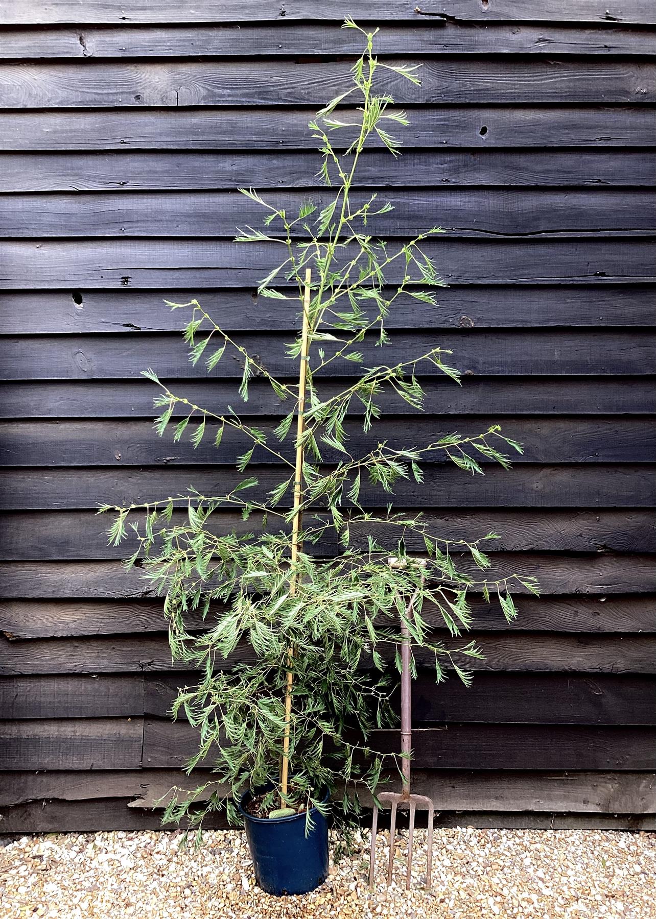 Alnus Glutinosa Imperialis - Alder Imperialis - 200-220cm - 10lt