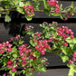 Crataegus Laevigata 'Paul's Scarlet' | Hawthorn 'Paul's Scarlet' - Clear Stem - Standard - Girth 10-12cm - 340-360cm - 70lt