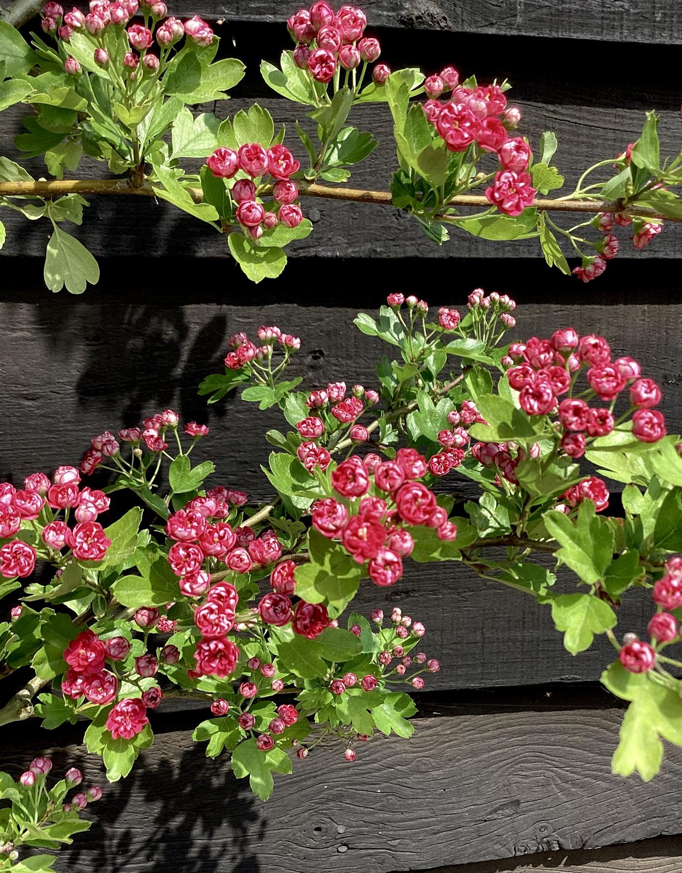 Crataegus Laevigata 'Paul's Scarlet' | Hawthorn 'Paul's Scarlet' - Clear Stem - Standard - Girth 10-12cm - 340-360cm - 70lt