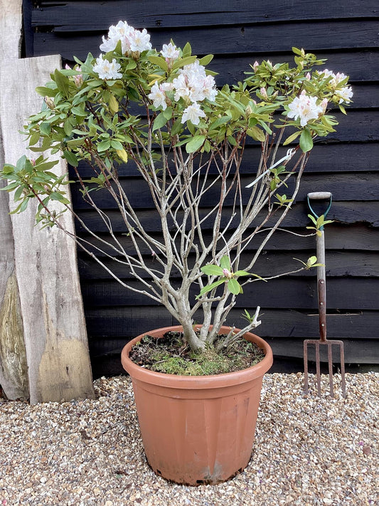 Rhododendron 'Cunningham's White' - 90-110cm, 50lt