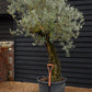 Olive Tree | Olea Europea - Specimen - Trunk height 120cm - Height 220-250cm - Girth 70cm - Leaning gnarly - 160lt