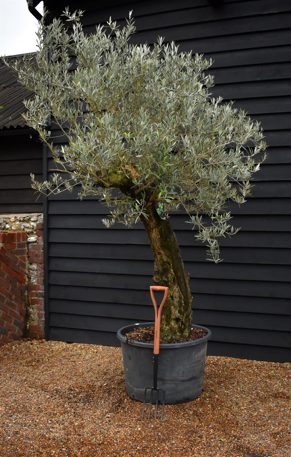 Olive Tree | Olea Europea - Specimen - Trunk height 120cm - Height 220-250cm - Girth 70cm - Leaning gnarly - 160lt