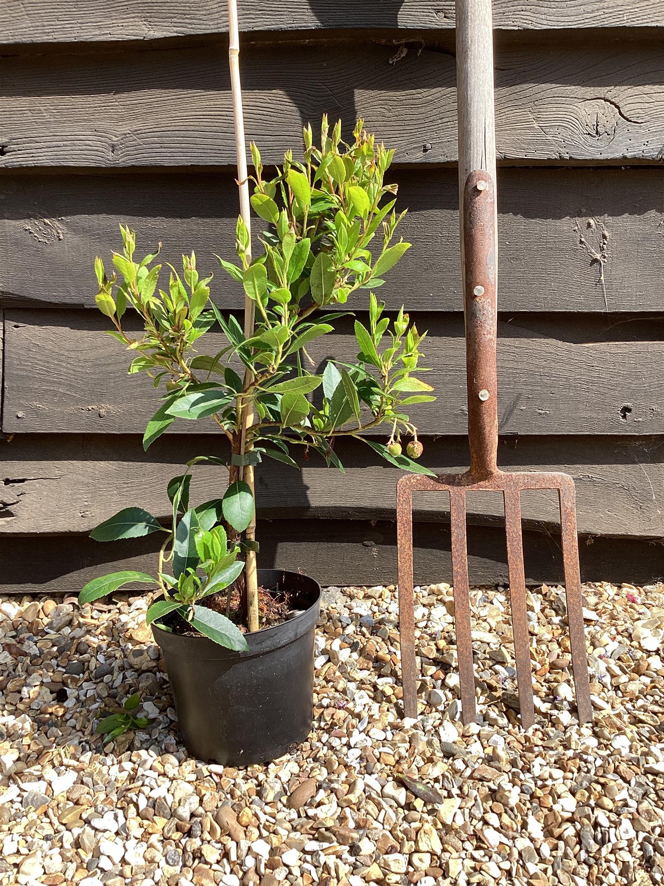 Arbutus Unedo Compacta | Strawberry Tree - Shrub - 10-20cm - 3lt