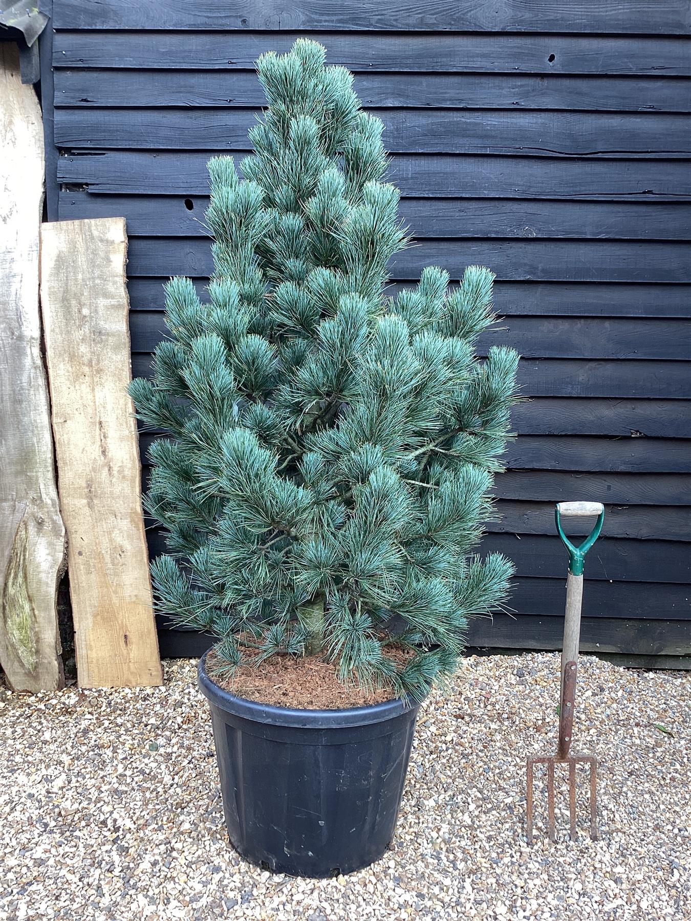 Pinus cembra Glauca | Arolla pine - Height 150cm - Width 130-140cm - 110lt